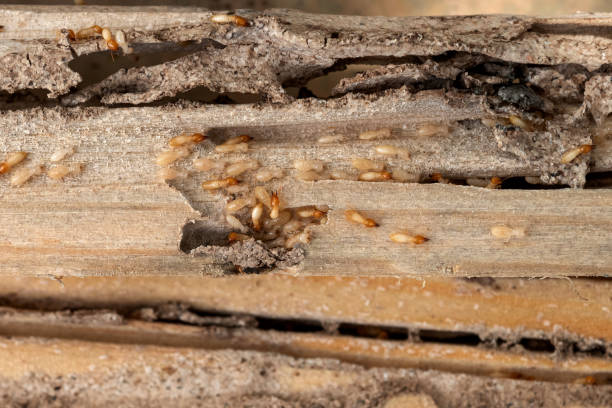 Best Best Pest Control Near Me  in Justin, TX