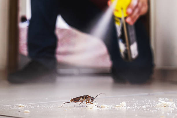 Best Wasp Removal Services  in Justin, TX