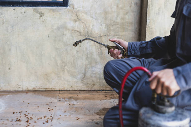 Best Rat Extermination Near Me  in Justin, TX